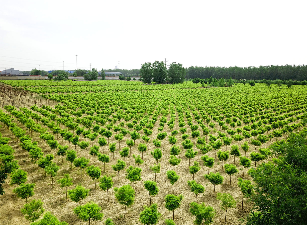 康培闻喜苗木基地