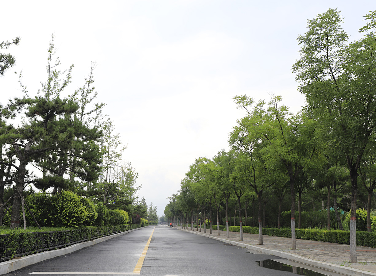 太原市蒙山大街道路景观绿化工程