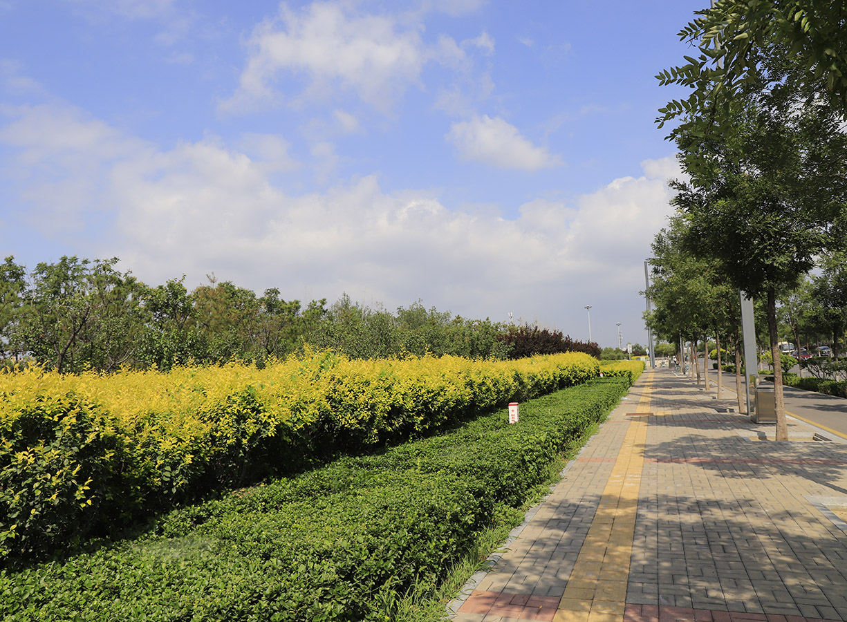 太原市太榆路道路景观绿化工程